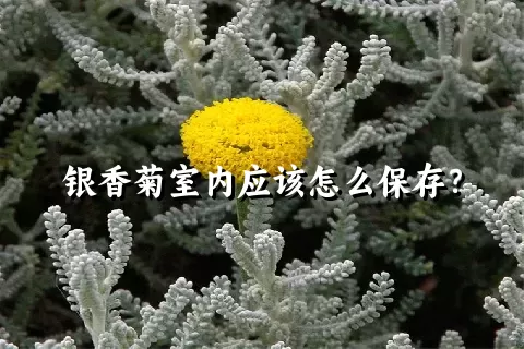 银香菊室内应该怎么保存？