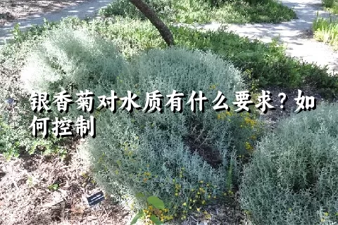 银香菊对水质有什么要求？如何控制