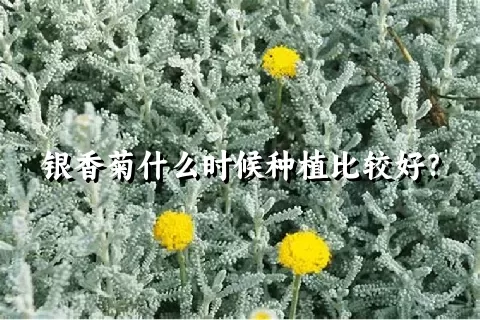 银香菊什么时候种植比较好？