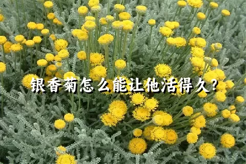 银香菊怎么能让他活得久？