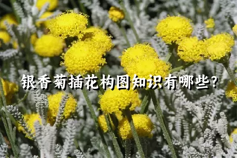 银香菊插花构图知识有哪些？