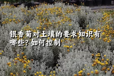 银香菊对土壤的要求知识有哪些？如何控制