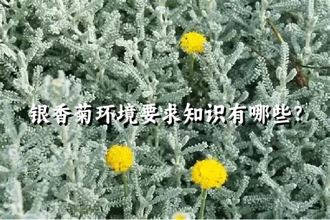 银香菊环境要求知识有哪些？