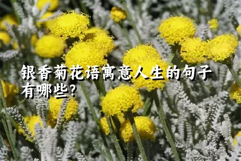 银香菊花语寓意人生的句子有哪些？