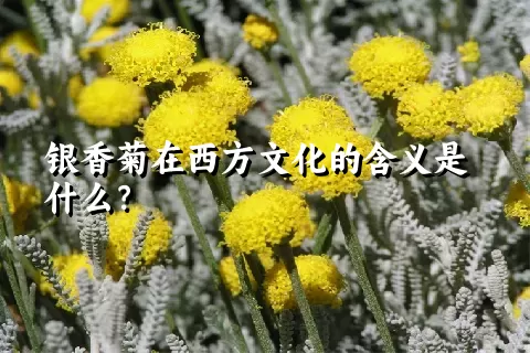 银香菊在西方文化的含义是什么？