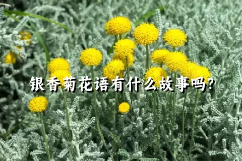 银香菊花语有什么故事吗？