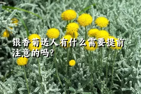 银香菊送人有什么需要提前注意的吗？