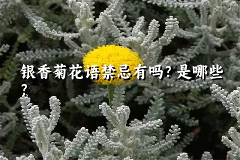 银香菊花语禁忌有吗？是哪些？