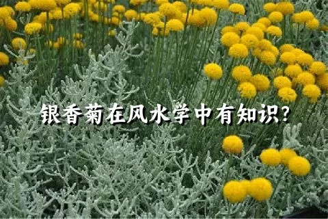 银香菊在风水学中有知识？