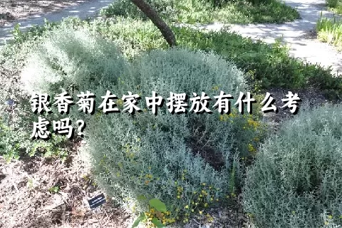 银香菊在家中摆放有什么考虑吗？