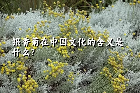 银香菊在中国文化的含义是什么？