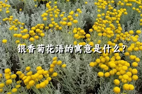 银香菊花语的寓意是什么？