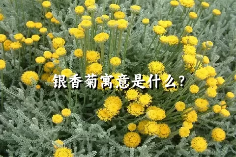 银香菊寓意是什么？