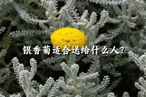 银香菊适合送给什么人？