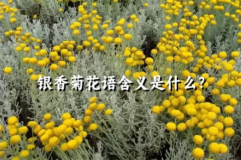 银香菊花语含义是什么？