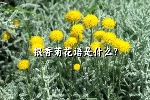 银香菊花语是什么？