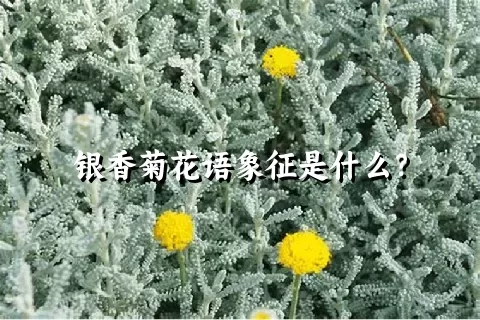 银香菊花语象征是什么？