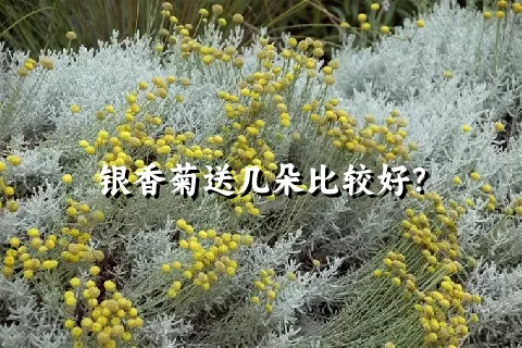 银香菊送几朵比较好？