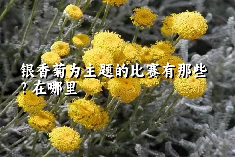 银香菊为主题的比赛有那些？在哪里