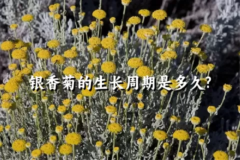 银香菊的生长周期是多久?