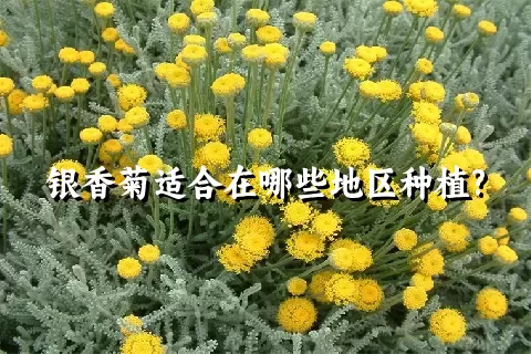 银香菊适合在哪些地区种植?