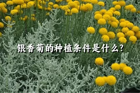 银香菊的种植条件是什么?