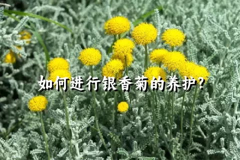 如何进行银香菊的养护?