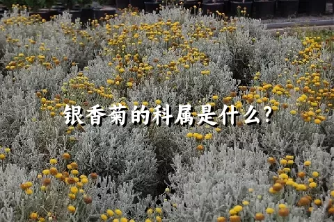 银香菊的科属是什么?