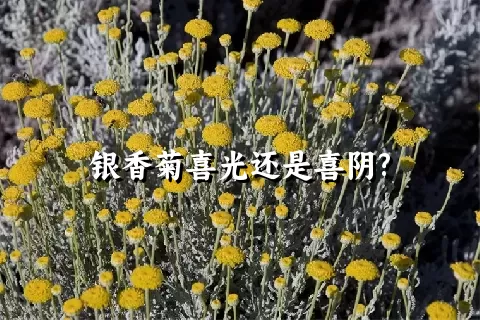 银香菊喜光还是喜阴?