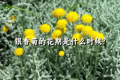 银香菊的花期是什么时候?