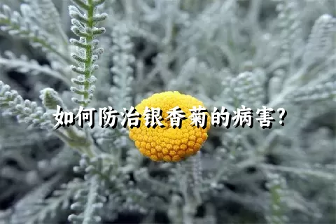 如何防治银香菊的病害?