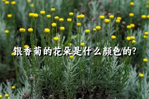 银香菊的花朵是什么颜色的?