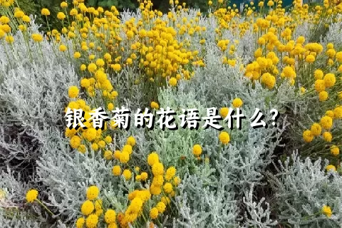 银香菊的花语是什么?