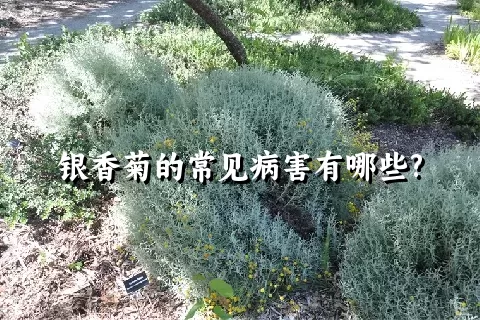 银香菊的常见病害有哪些?