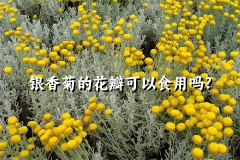 银香菊的花瓣可以食用吗?