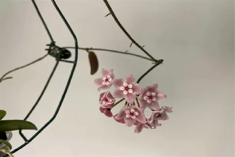 香花球兰