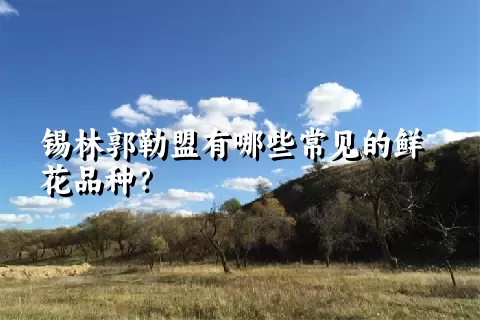 锡林郭勒盟有哪些常见的鲜花品种？