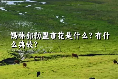 锡林郭勒盟市花是什么？有什么典故？