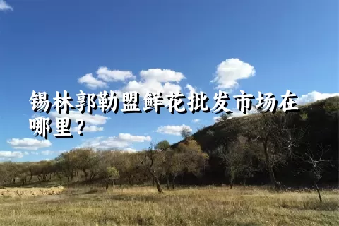 锡林郭勒盟鲜花批发市场在哪里？