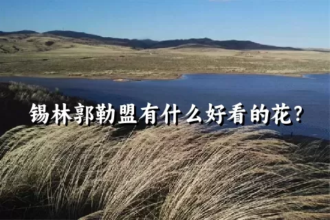 锡林郭勒盟有什么好看的花？