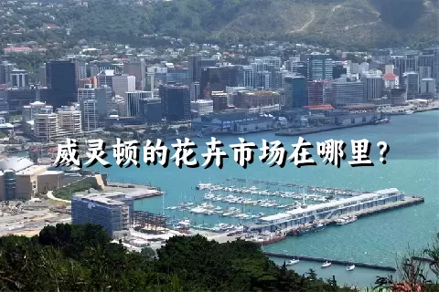 威灵顿的花卉市场在哪里？