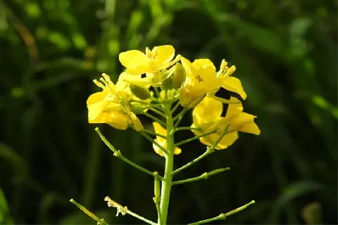 油菜花