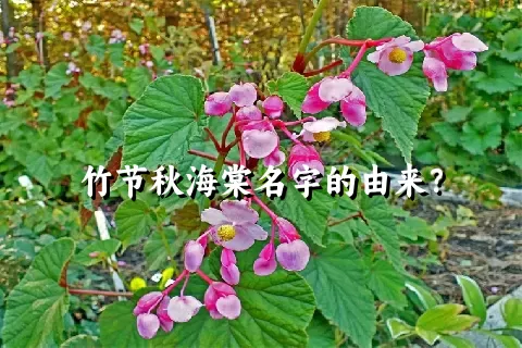 竹节秋海棠名字的由来？