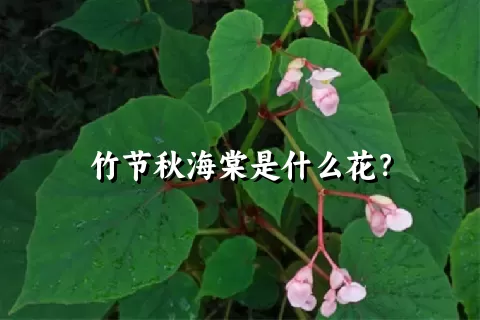 竹节秋海棠是什么花？