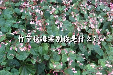 竹节秋海棠别称是什么？