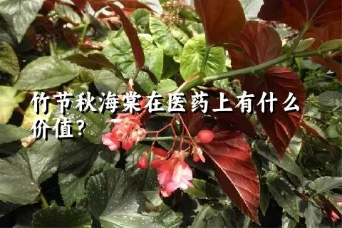 竹节秋海棠在医药上有什么价值？