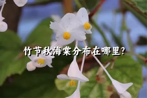 竹节秋海棠分布在哪里?