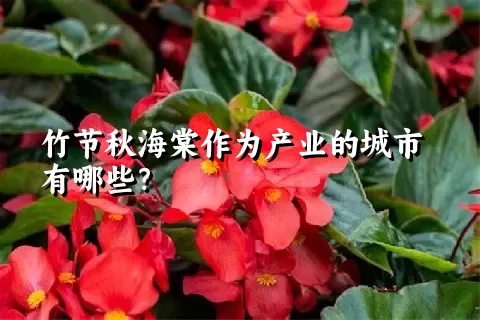 竹节秋海棠作为产业的城市有哪些？