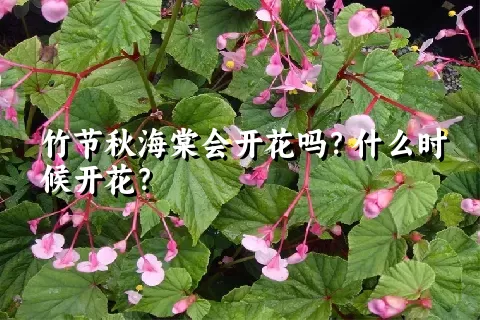 竹节秋海棠会开花吗？什么时候开花？