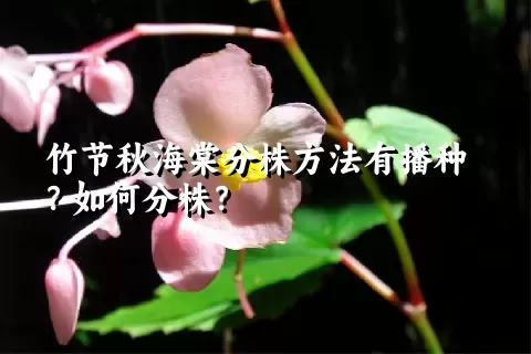 竹节秋海棠分株方法有播种？如何分株？